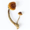 A+ Magic Mushrooms