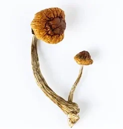 A+ Magic Mushrooms