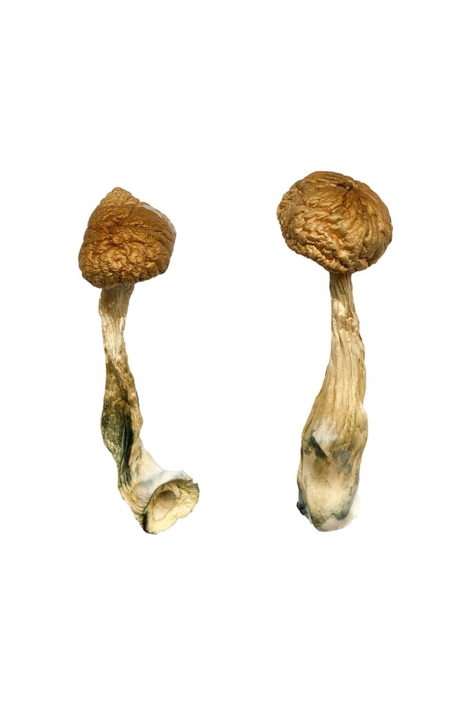 African Transkei Magic Mushrooms African Transkei Magic Mushrooms
