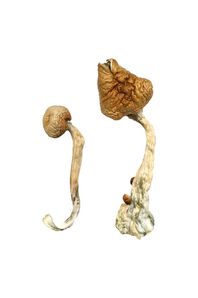 African Transkei Magic Mushrooms African Transkei Magic Mushrooms