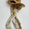 Alacabenzi Magic Mushrooms