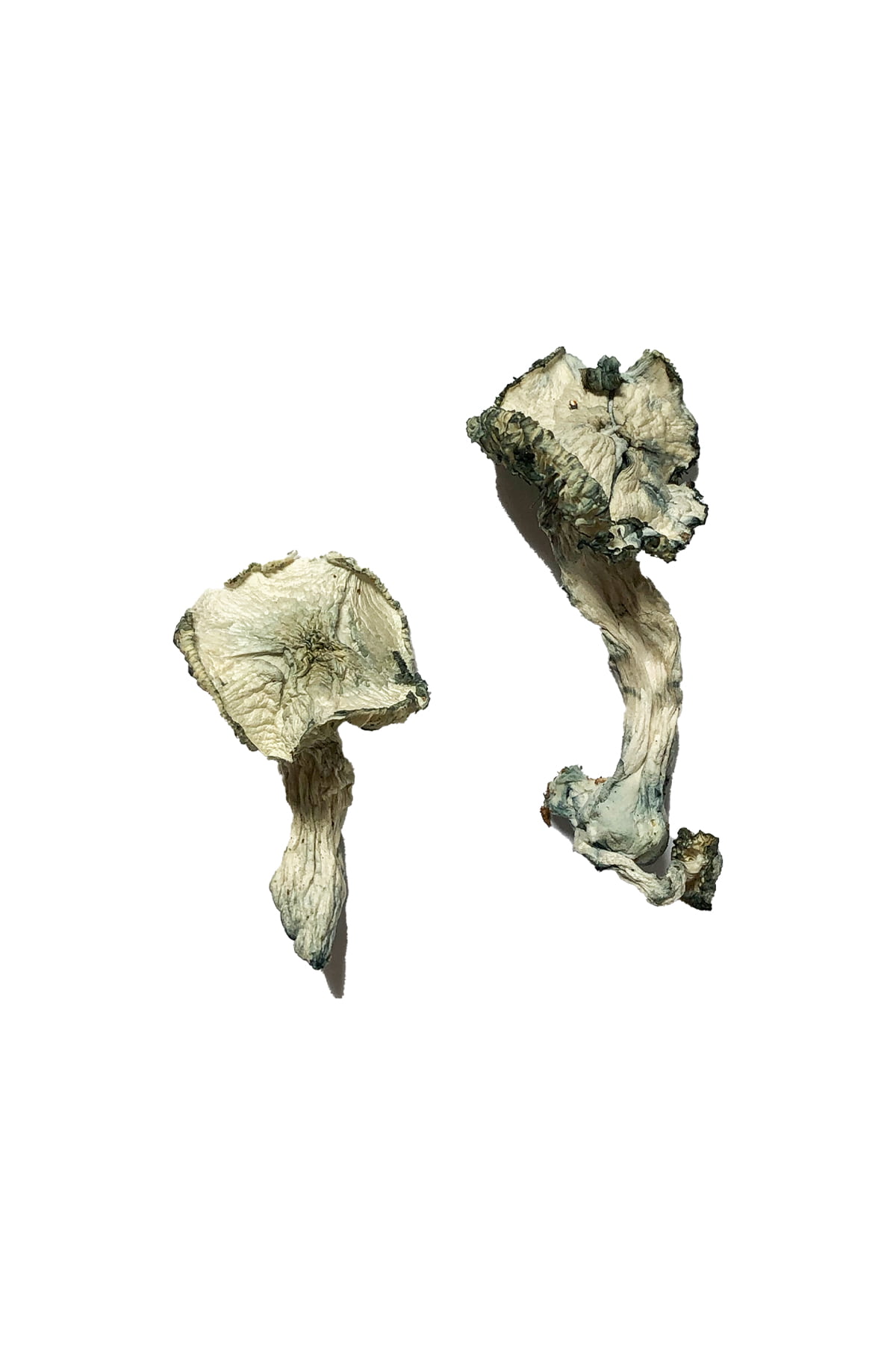 Albino Cambodians Magic Mushrooms Albino Cambodians Magic Mushrooms