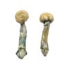 Albino Treasure Coast Mushrooms