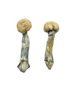 Albino Treasure Coast Mushrooms