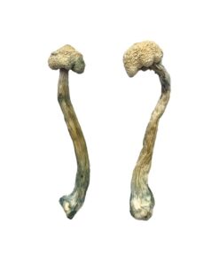 Albino Treasure Coast Mushrooms