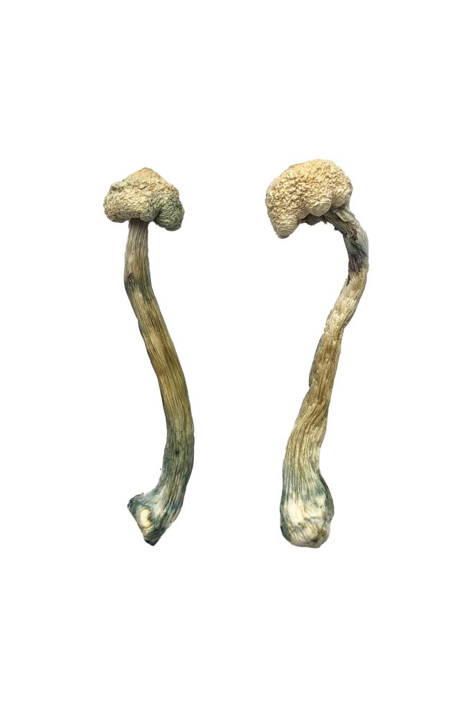 Albino Treasure Coast Mushrooms Albino Treasure Coast Mushrooms