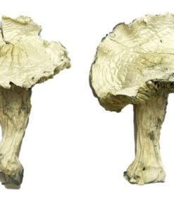 Albino Zilla Magic Mushrooms