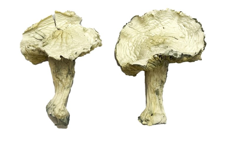 Albino Zilla Magic Mushrooms slide 2 Albino Zilla Magic Mushrooms