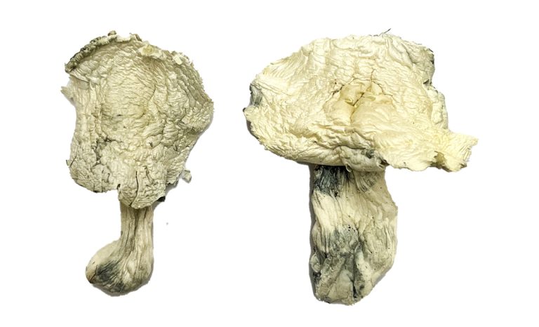 Albino Zilla Magic Mushrooms Albino Zilla Magic Mushrooms