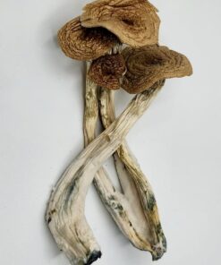 Alacabenzi Magic Mushrooms