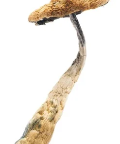Arenal Volcano Magic Mushrooms