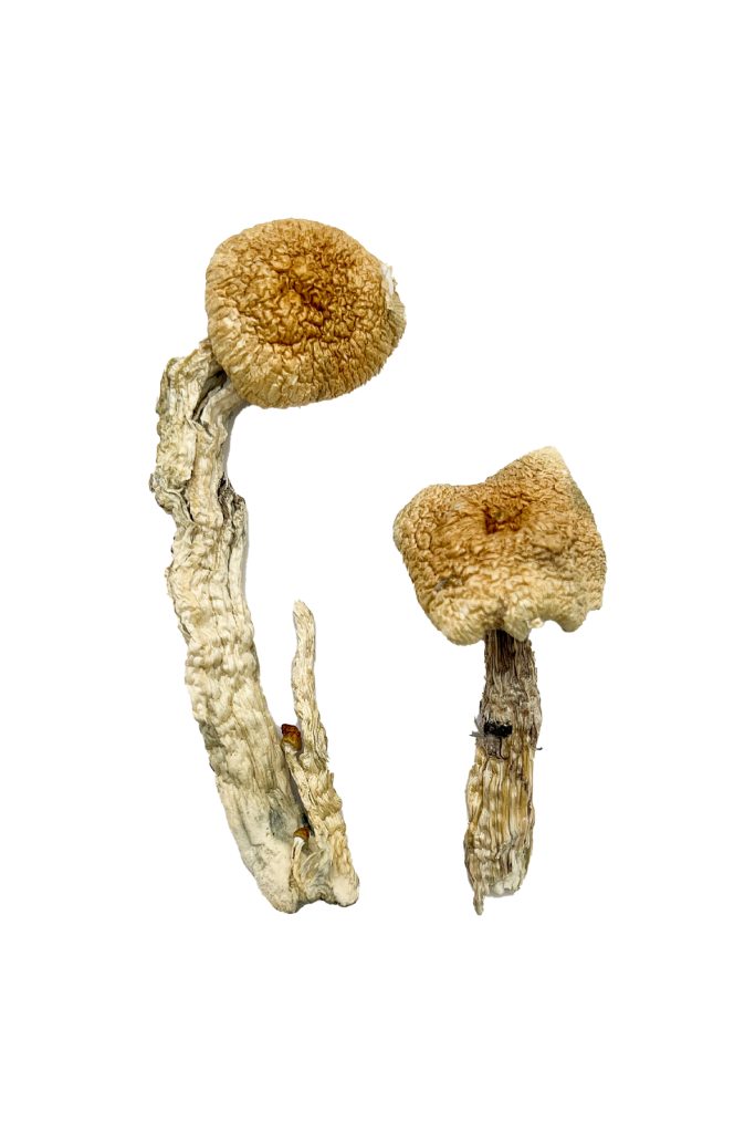 Aztec God Magic Mushrooms Aztec God Magic Mushrooms