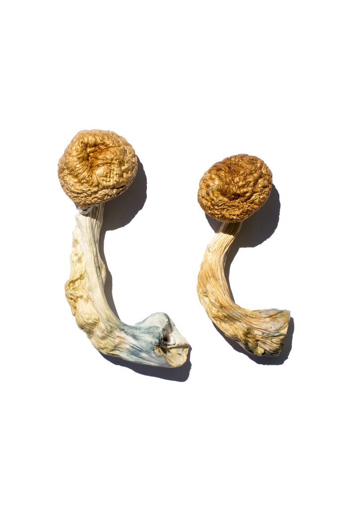 Cambodian Gold Magic Mushrooms Cambodian Gold Magic Mushrooms