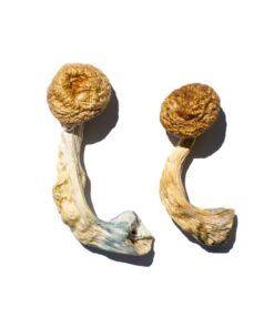 Cambodian Magic Mushrooms