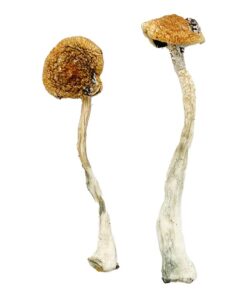 Costa Rican Blue Magic Mushrooms