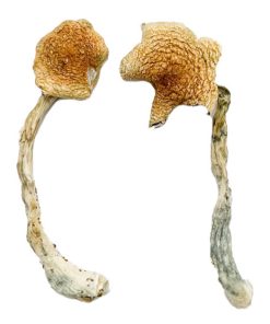 Costa Rican Blue Magic Mushrooms