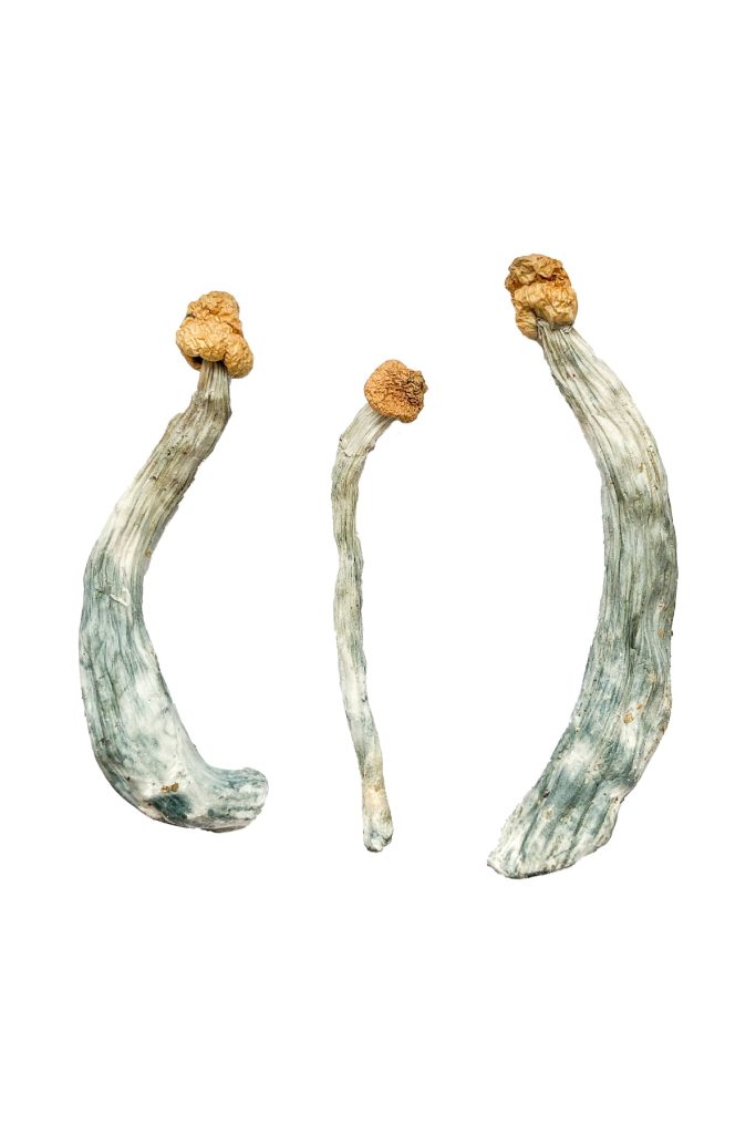 Creeper Magic Mushrooms slide 2 Creeper Magic Mushrooms