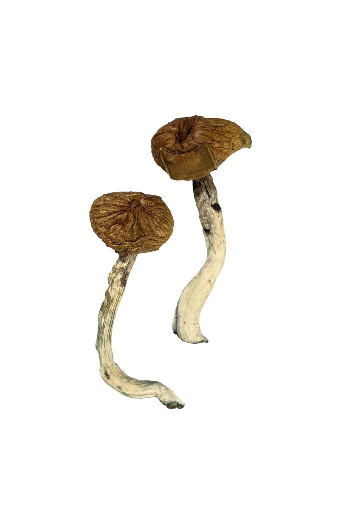 Dancing Tiger Magic Mushrooms Dancing Tiger Magic Mushrooms