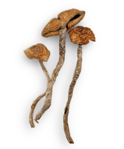 Escondido Magic Mushrooms