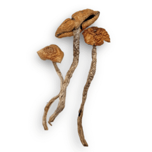 Escondido Magic Mushrooms