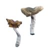 Florida White Magic Mushrooms