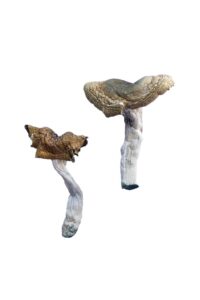 Florida White Magic Mushrooms