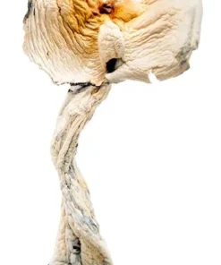 Golden Teacher Mushrooms