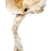 Golden Teacher Magic Mushrooms