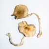 Golden Teacher Magic Mushrooms
