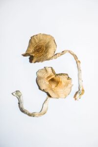 Golden Teacher Mushroom