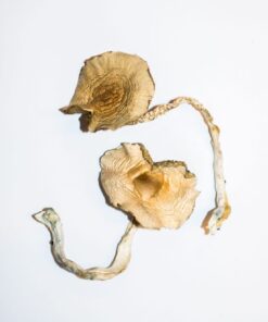 Golden Teacher Magic Mushrooms