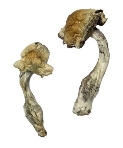 Gorlin Magic Mushrooms
