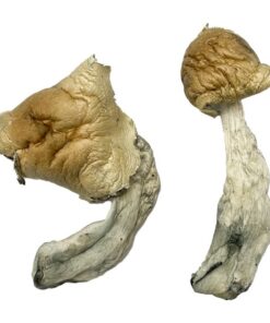 Gorlin Magic Mushrooms