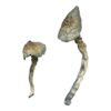 Great White Monster Mushrooms