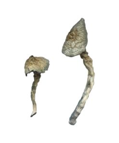 Great White Monster Mushrooms