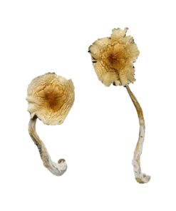Guadalajara Mexico Magic Mushrooms
