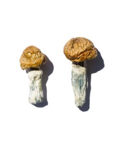 Hero Magic Mushrooms
