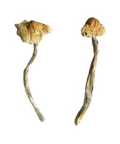 Huautla Magic Mushrooms