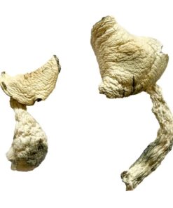 Jack Frost Magic Mushrooms