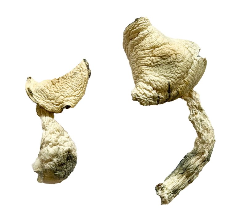 Jack Frost Magic Mushrooms slide 2 Jack Frost Magic Mushrooms