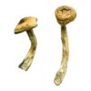 Jedi Mind Magic Mushrooms