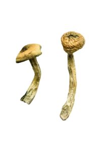 Jedi Mind Magic Mushrooms