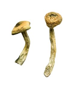 Jedi Mind Magic Mushrooms