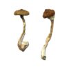 Koh Samui Super Strain Mushrooms