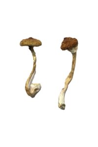 Koh Samui Super Strain Mushrooms