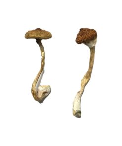 Koh Samui Super Strain Mushrooms
