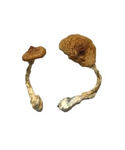 Koh Samui Super Strain Mushrooms