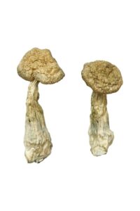 Psilocybe mexicana