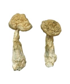 Leucistic Burma Magic Mushrooms