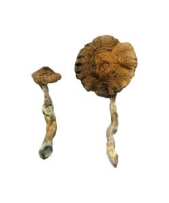 Lizard King Magic Mushrooms